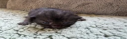Mixed Breed cats for sale: Beautiful Kittens BSH Cross - Advert 15