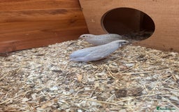 Quail poultry for sale: Quail and hatching eggs  - Image 4