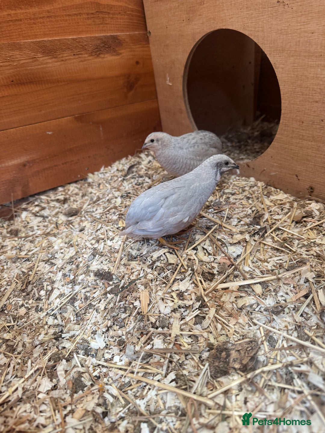 Quail poultry for sale: Quail and hatching eggs  - Image 4