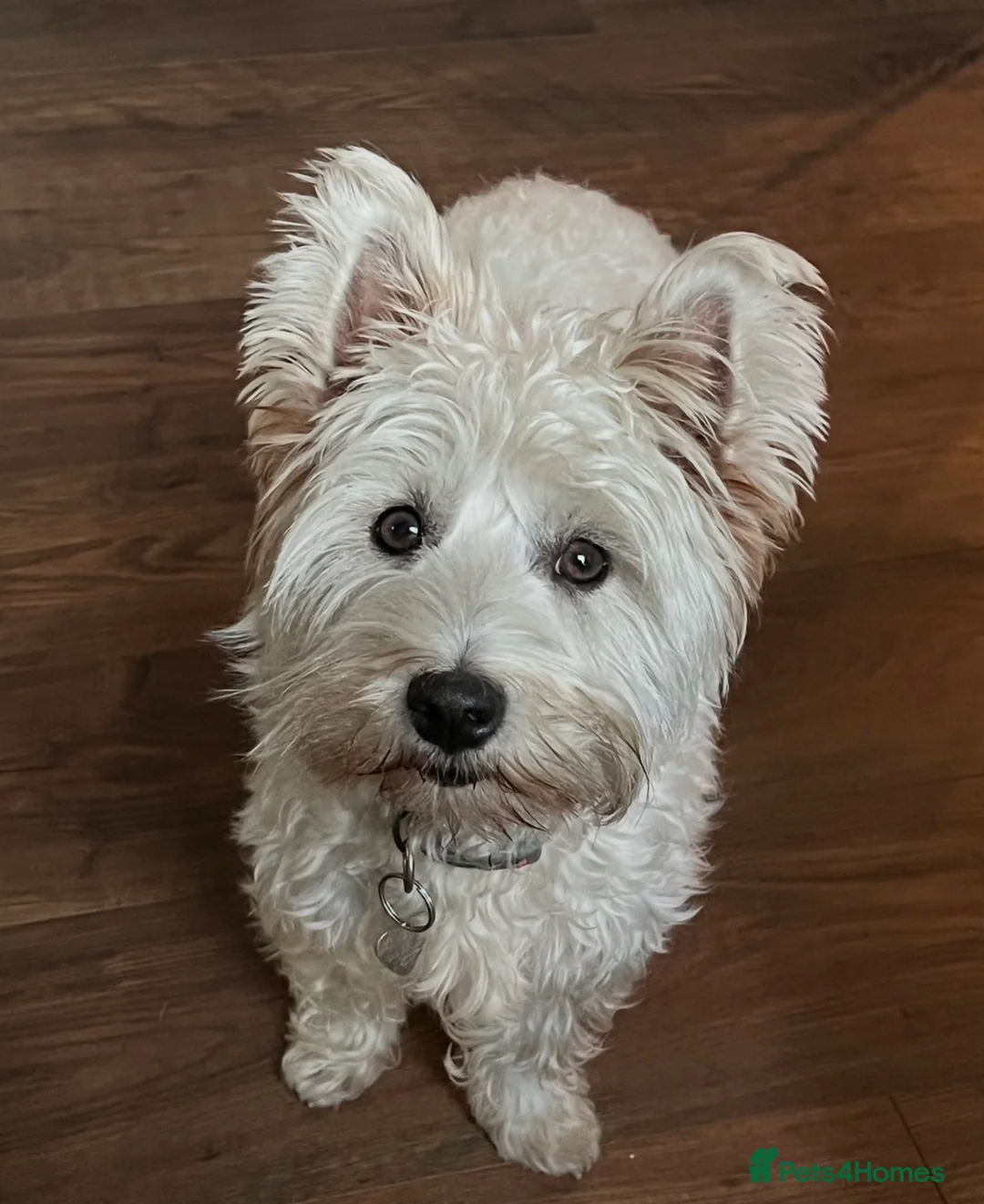 West Highland Terrier dogs for sale: West highland puppies for sale - Advert 6
