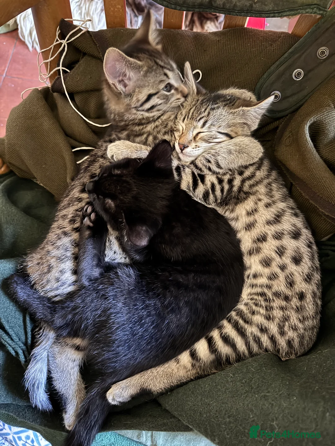 Savannah cats for sale: Savannah X Kittens  - Advert 7
