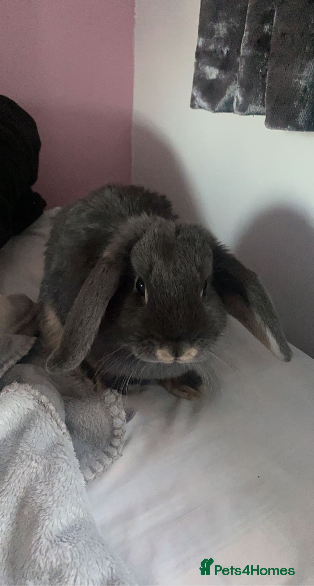 Mini Lop rabbits for sale: 3 year old mini lop  - Advert 2