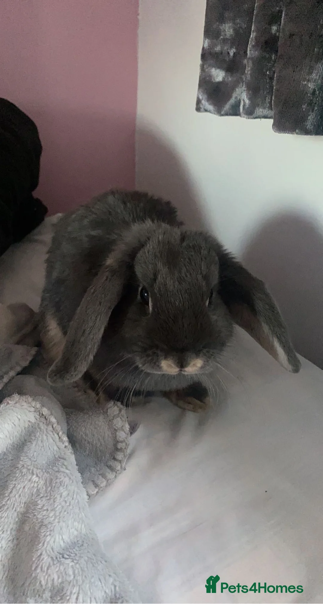 Mini Lop rabbits for sale: 4 year old mini lop  - Advert 4