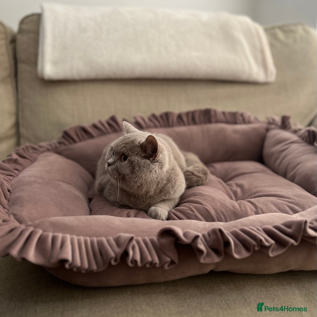 British Shorthair cats for sale: Pure Pedigree Lilac British Shorthair Boy - Advert 7