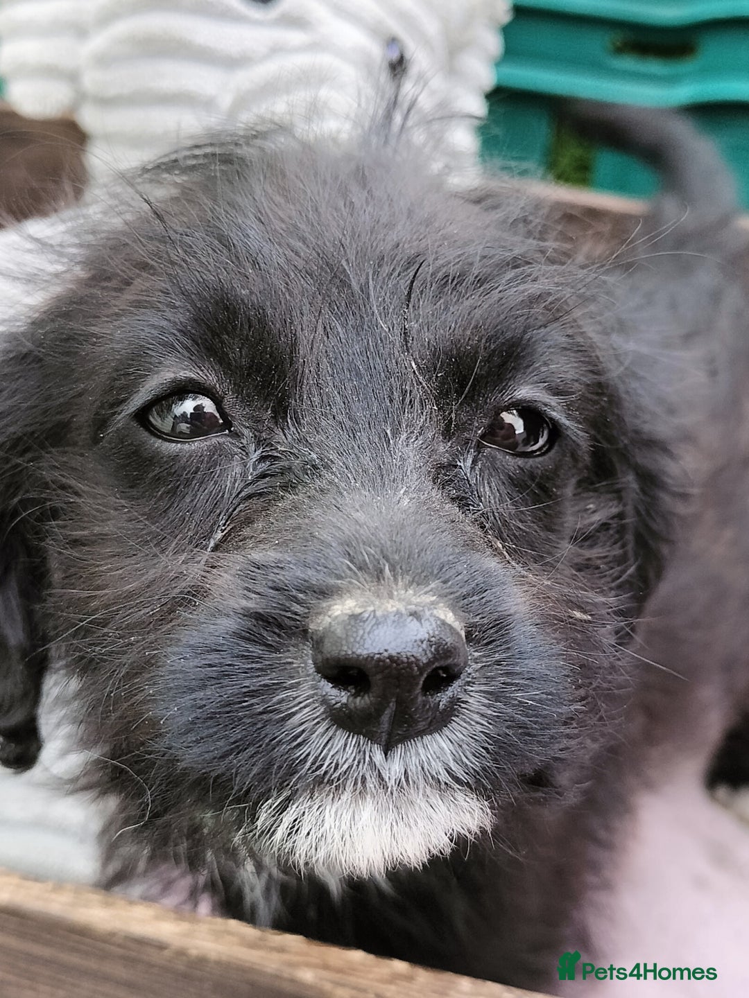 Labradoodle dogs for sale: Miniature Labradoodle puppies  - Image 7