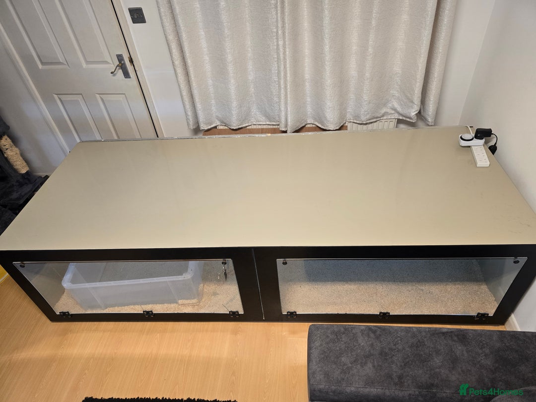 Python Snake reptiles for sale: Snake for sale - Image 8