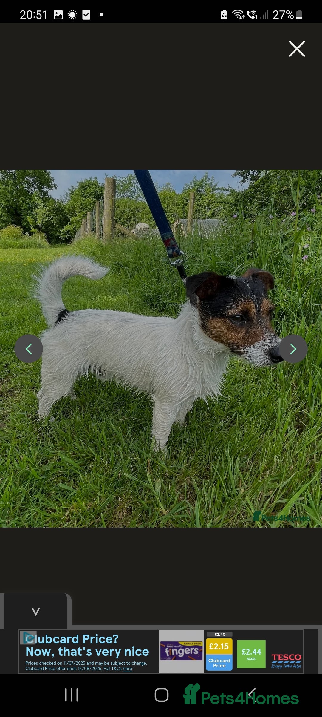 Jack Russell dogs for sale: Lovely Jack russell puppies. - Image 22