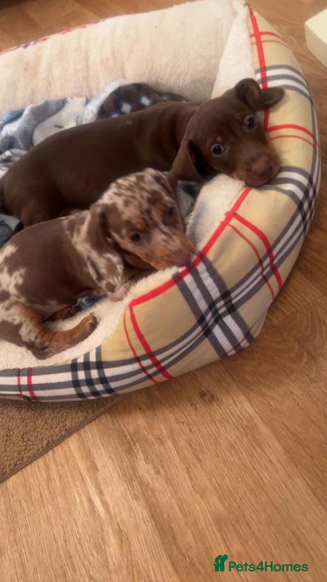 Dachshund dogs for sale: Dachshund for sale  - Advert 10