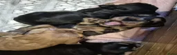 Cocker Spaniel dogs for sale: ​Gorgeous Cocker Spaniel Puppies Sna health tested - Advert 30