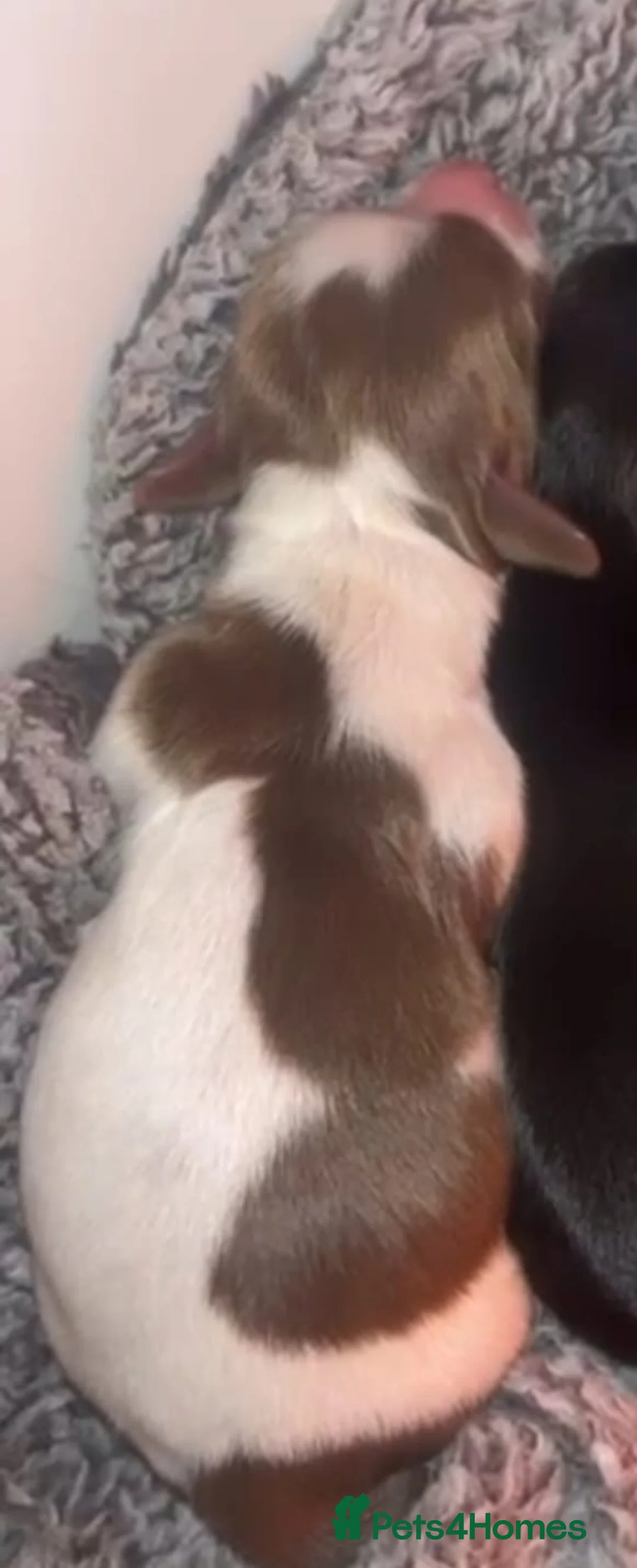 Miniature Dachshund dogs for sale: KC Reg Long-Haired Miniature Dachshund Puppies  - Advert 13