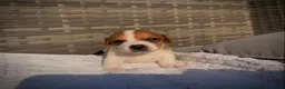 Jack Russell dogs for sale: Jack russell  - Advert 5