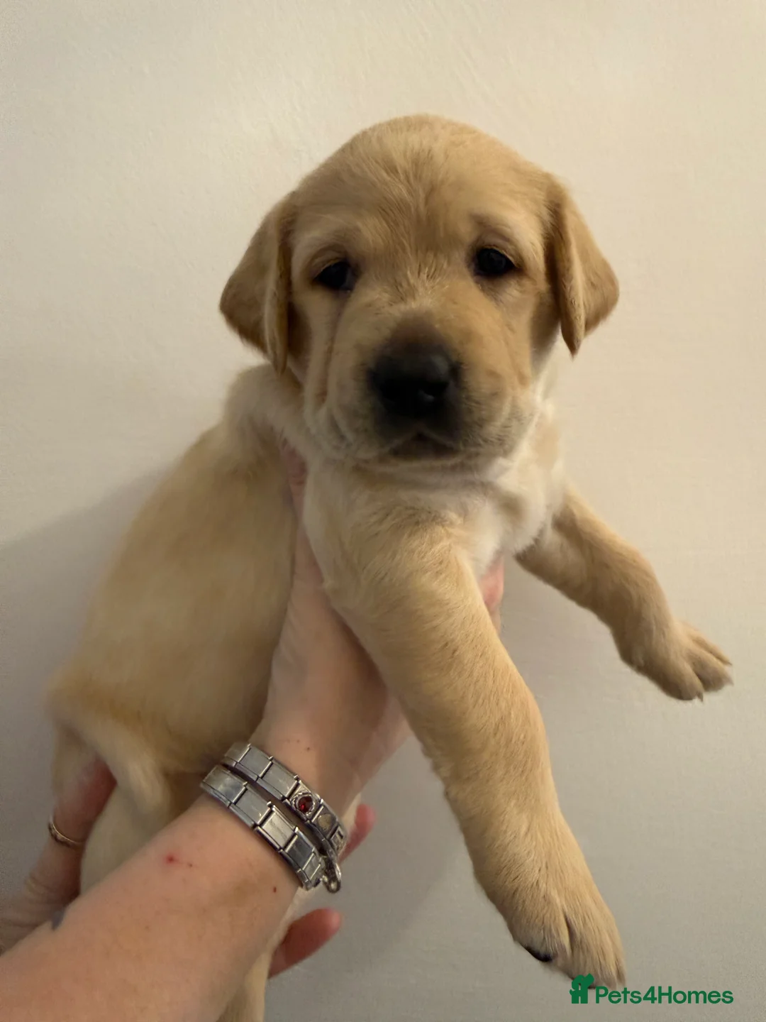 Labrador Retriever dogs for sale: KC Registered Labrador Puppies  - Advert 7