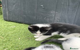 Mixed Breed cats for sale: Lovely kittens  - Image 2