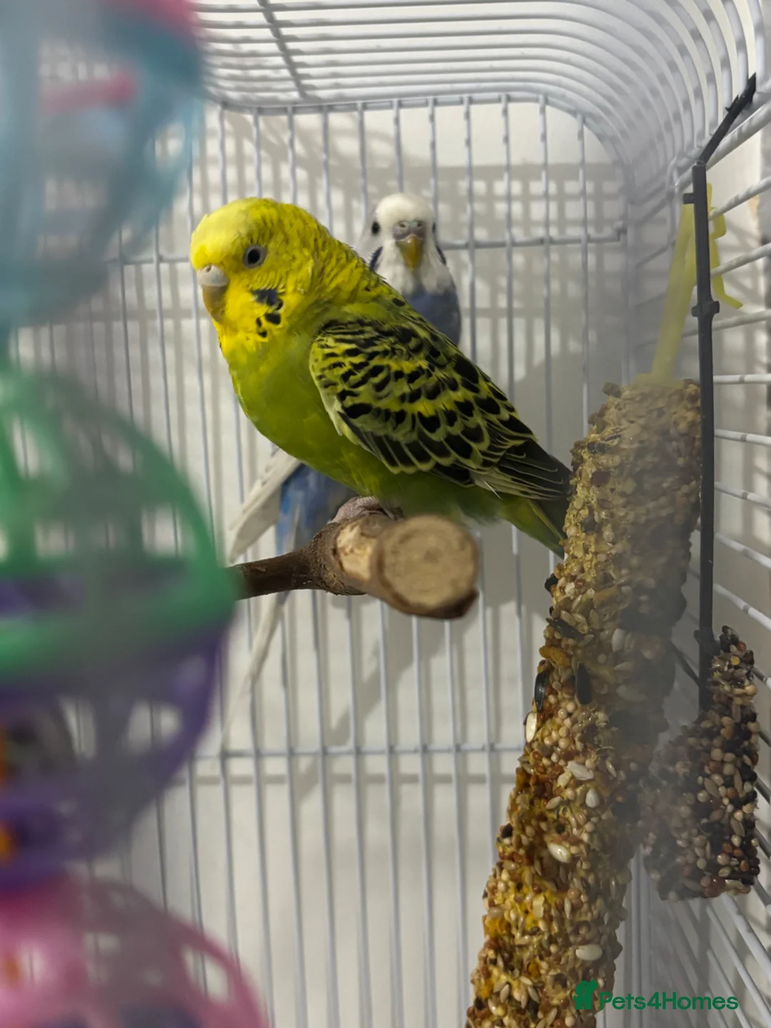 Budgerigars birds for sale: Budgies in Stockport - Advert 1
