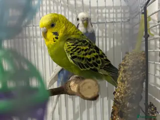 Budgerigars birds Budgies - Advert 1
