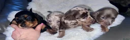 Miniature Dachshund dogs for sale: Miniature Dashound’s puppy’s  - Advert 4