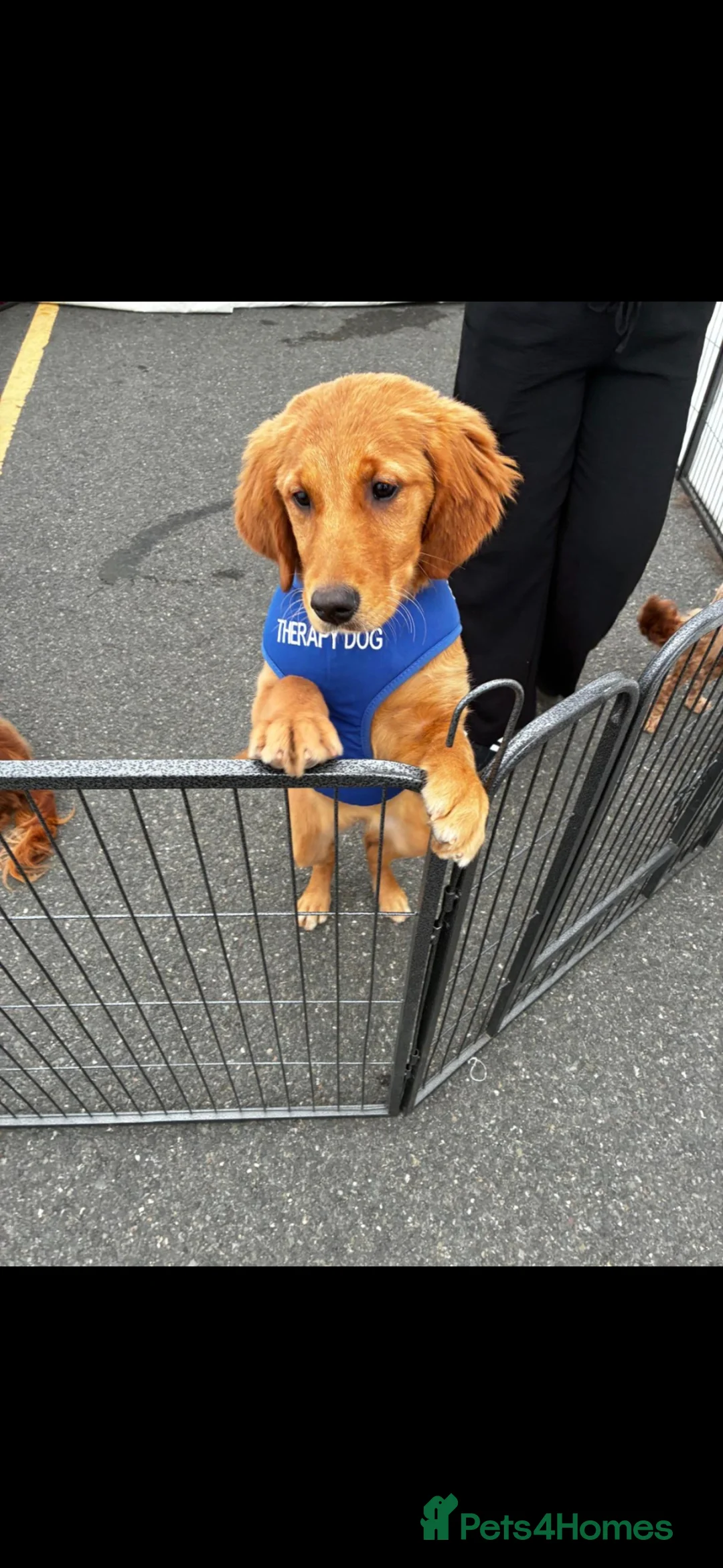 Golden Retriever dogs for sale: Golden retriever female - Advert 1