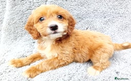 Cockapoo dogs for sale: Cockerpoo puppies - Image 10