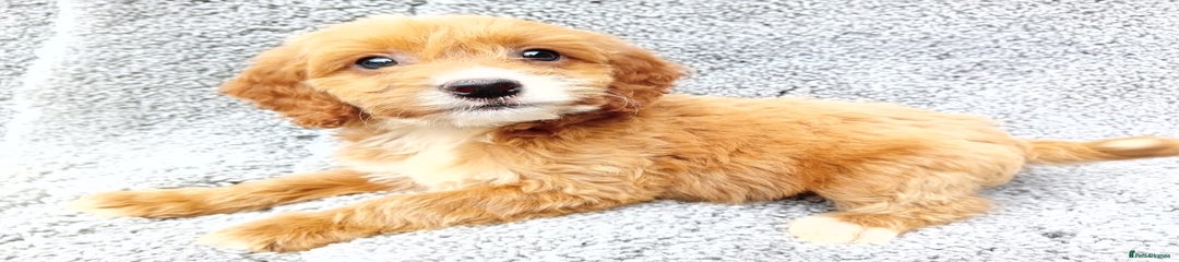 Cockapoo Puppy 1