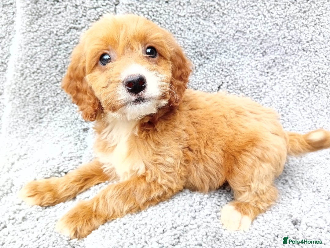 Cockapoo dogs for sale: Cockerpoo puppies - Image 10