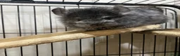 Chinchilla rodents for sale: RPA (Angoran) Handsome Chinchilla Brothers  - Advert 6