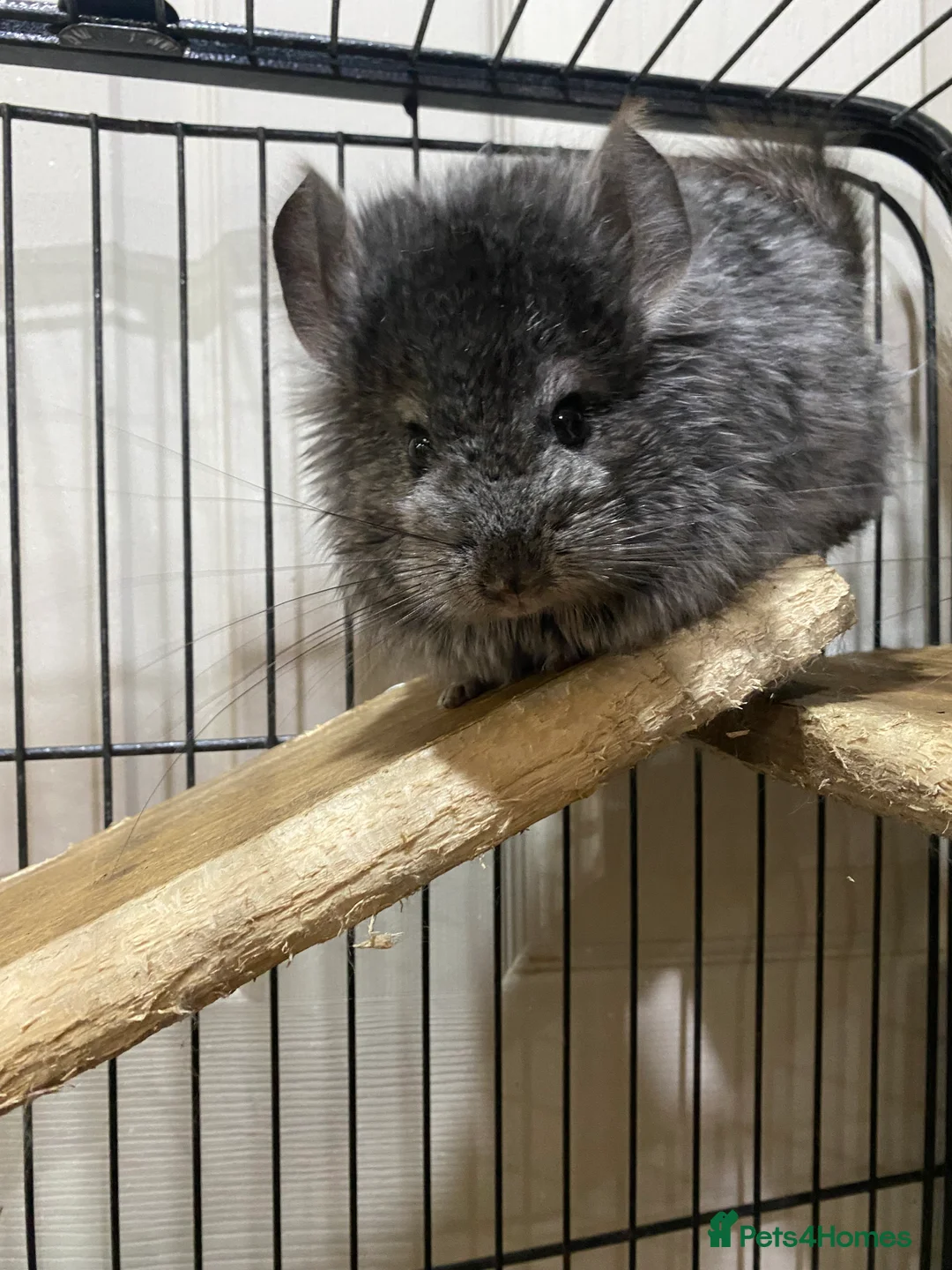 Chinchilla rodents for sale: RPA (Angoran) Handsome Chinchilla Brothers  - Advert 6