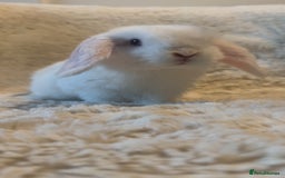Mini Lop rabbits for sale: Mini lop kits in Chard - Image 1