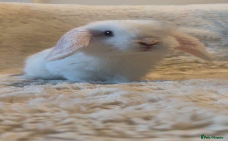 Mini Lop rabbits in Chard - Advert 18