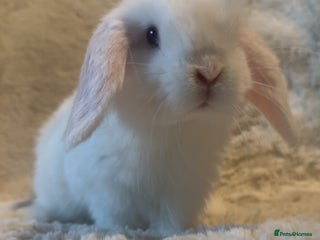 Mini Lop rabbits in Chard - Advert 18