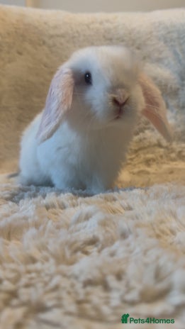 Mini Lop rabbits in Chard - Advert 17