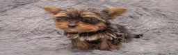Yorkshire Terrier dogs for sale: Two K.C Yorkshire terrier boys champion bloodlines - Advert 11