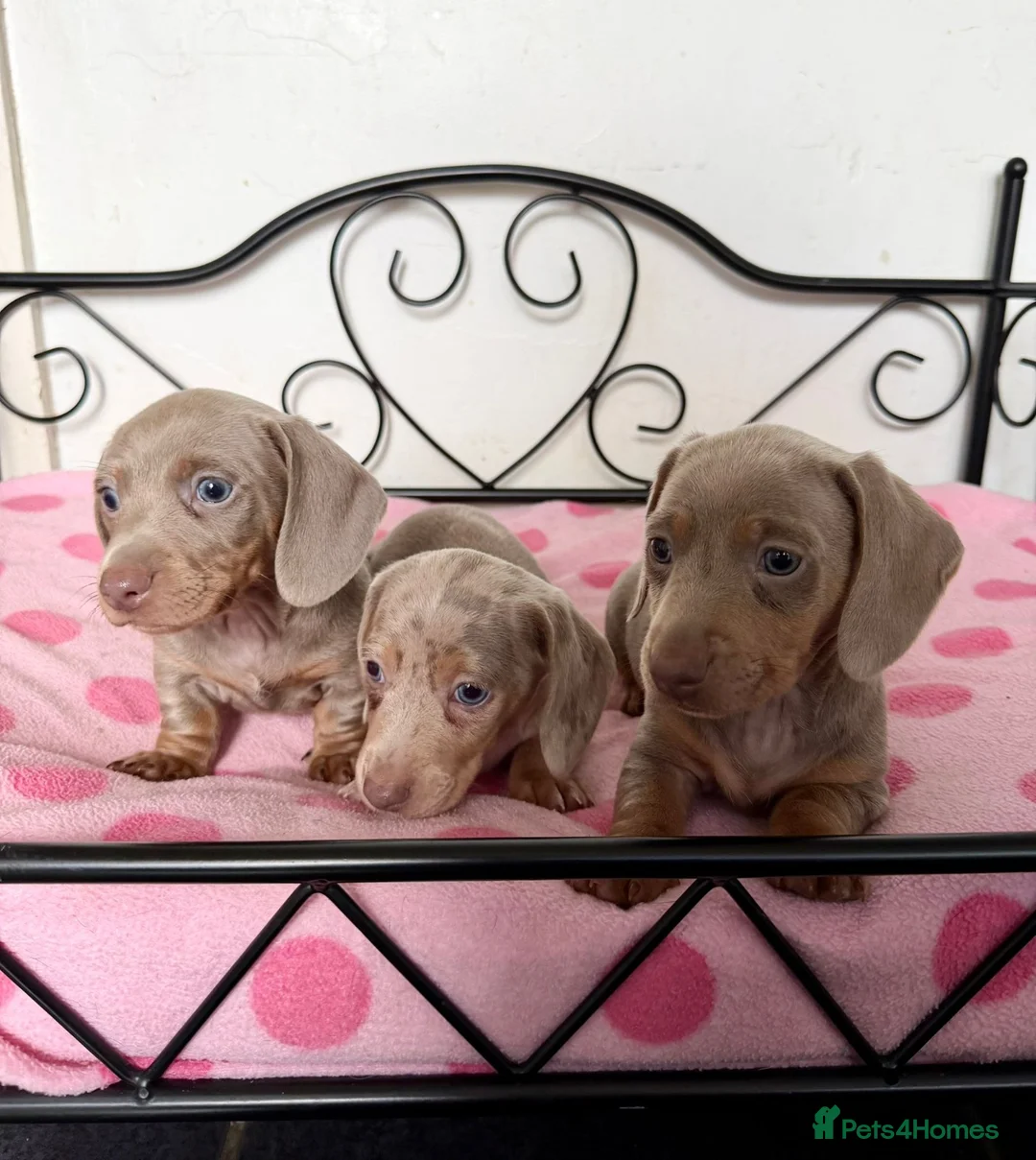 Miniature Dachshund dogs for sale: Adorable Miniature Dachshund Puppies  in Cardiff - Advert 1
