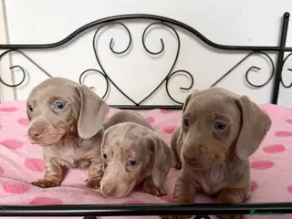 Miniature Dachshund dogs Adorable Miniature Dachshund Puppies - Advert 1