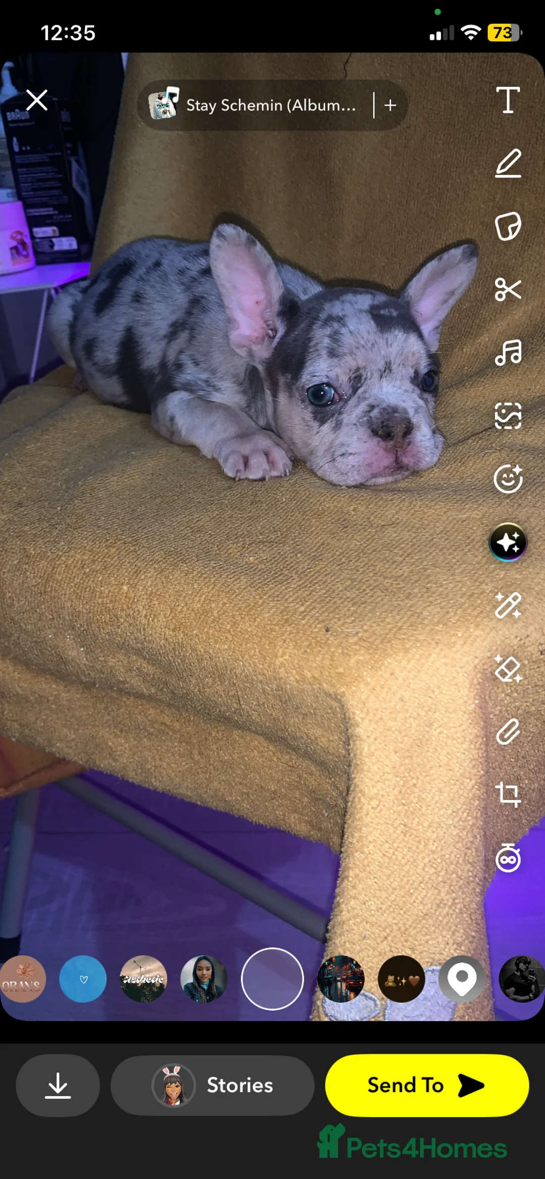 French Bulldog dogs for sale: Stunning French bulldog puppy's for sale  - Advert 2