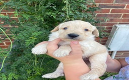 Labradoodle dogs for sale: Miniature F1 labradoodle  - Image 12