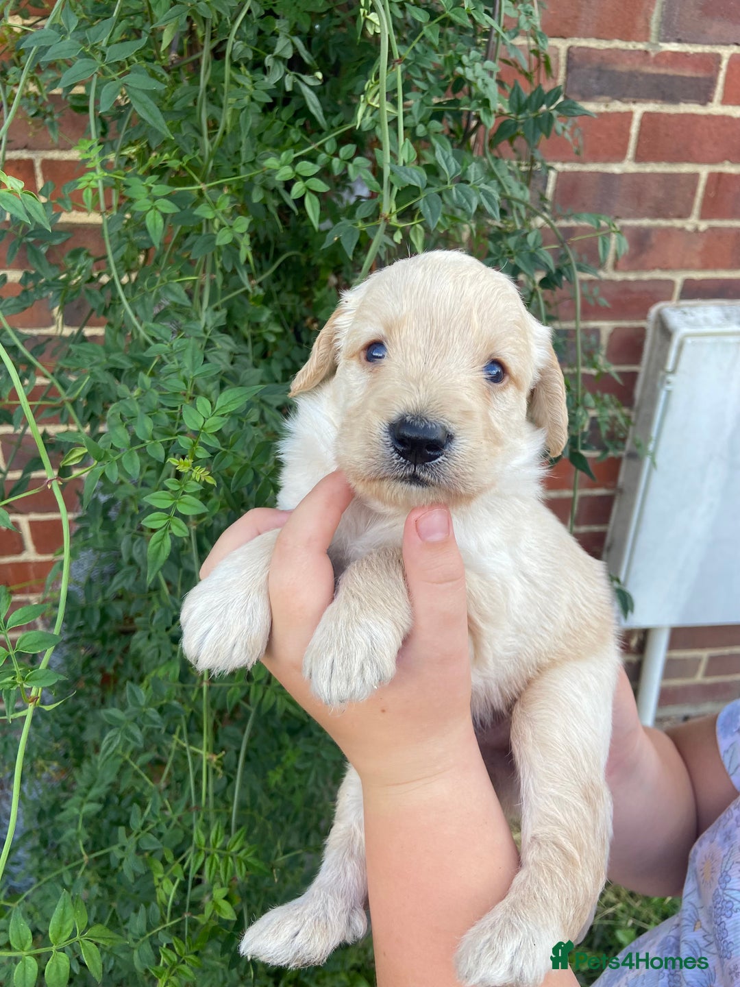 Labradoodle dogs for sale: Miniature F1 labradoodle  - Image 12