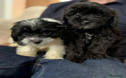 Cavapoo dogs for sale: Cavapoo - Image 5