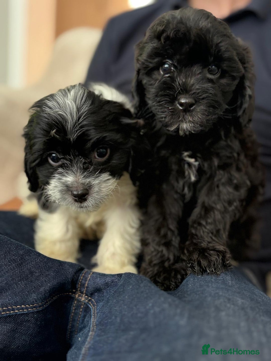 Cavapoo dogs for sale: Cavapoo - Image 5
