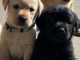 Labrador Retriever dogs - Advert 21