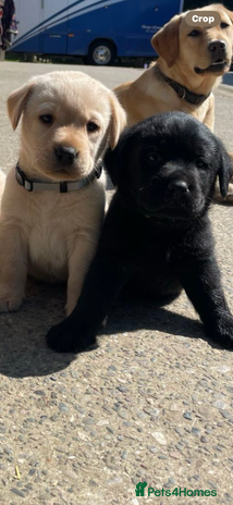Labrador Retriever dogs - Advert 9