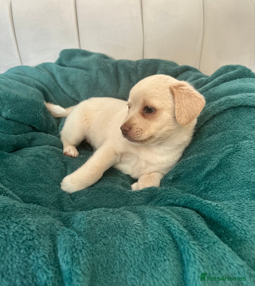 Mixed Breed dogs for sale: Pugs x chihuahua puppies for sale - Image 1