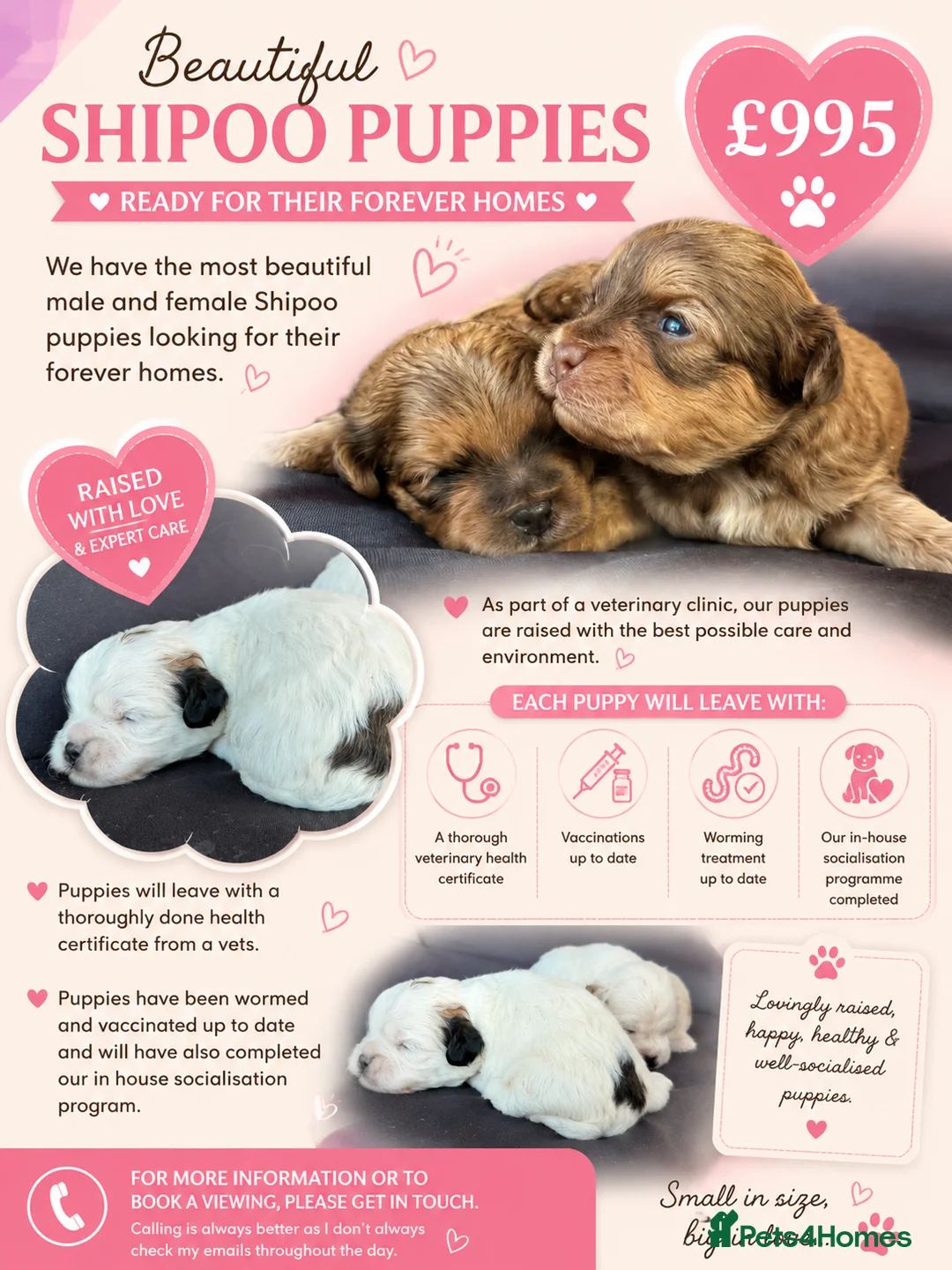 Shihpoo dogs for sale: Stunning litter of Shipoo Puppies  - Advert 4