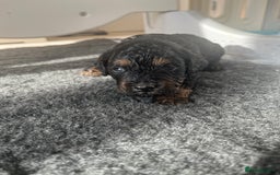 Cavapoo dogs for sale: ONLY our clever little Ricki left!  - Image 6