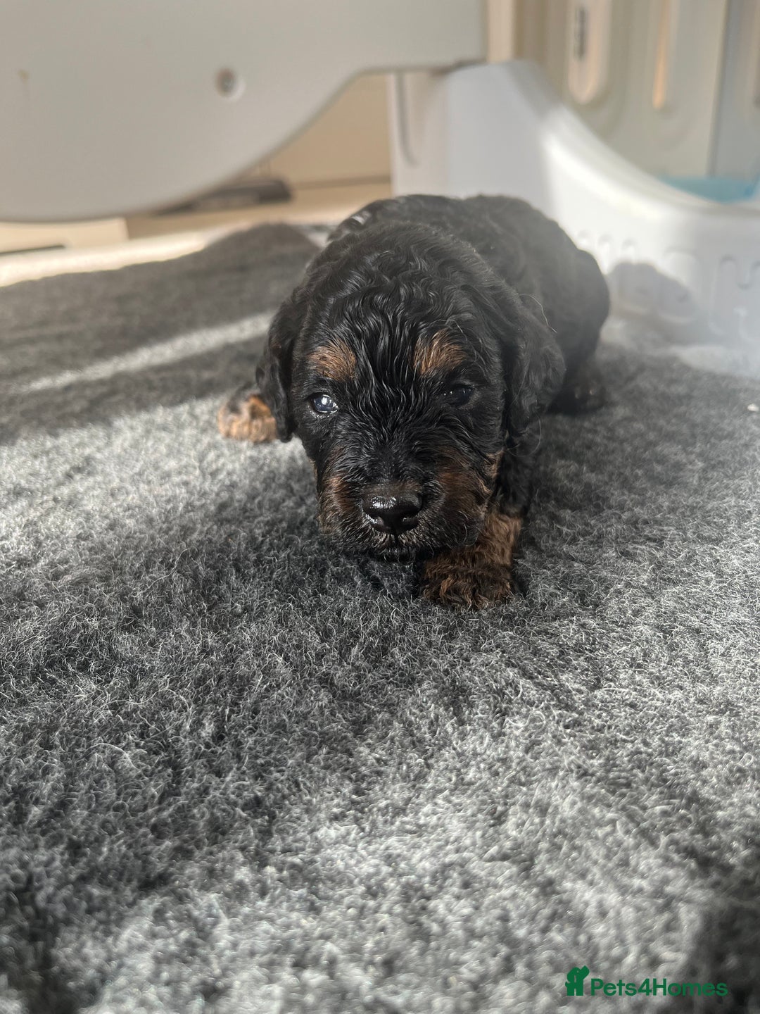Cavapoo dogs for sale: ONLY our clever little Ricki left!  - Image 6