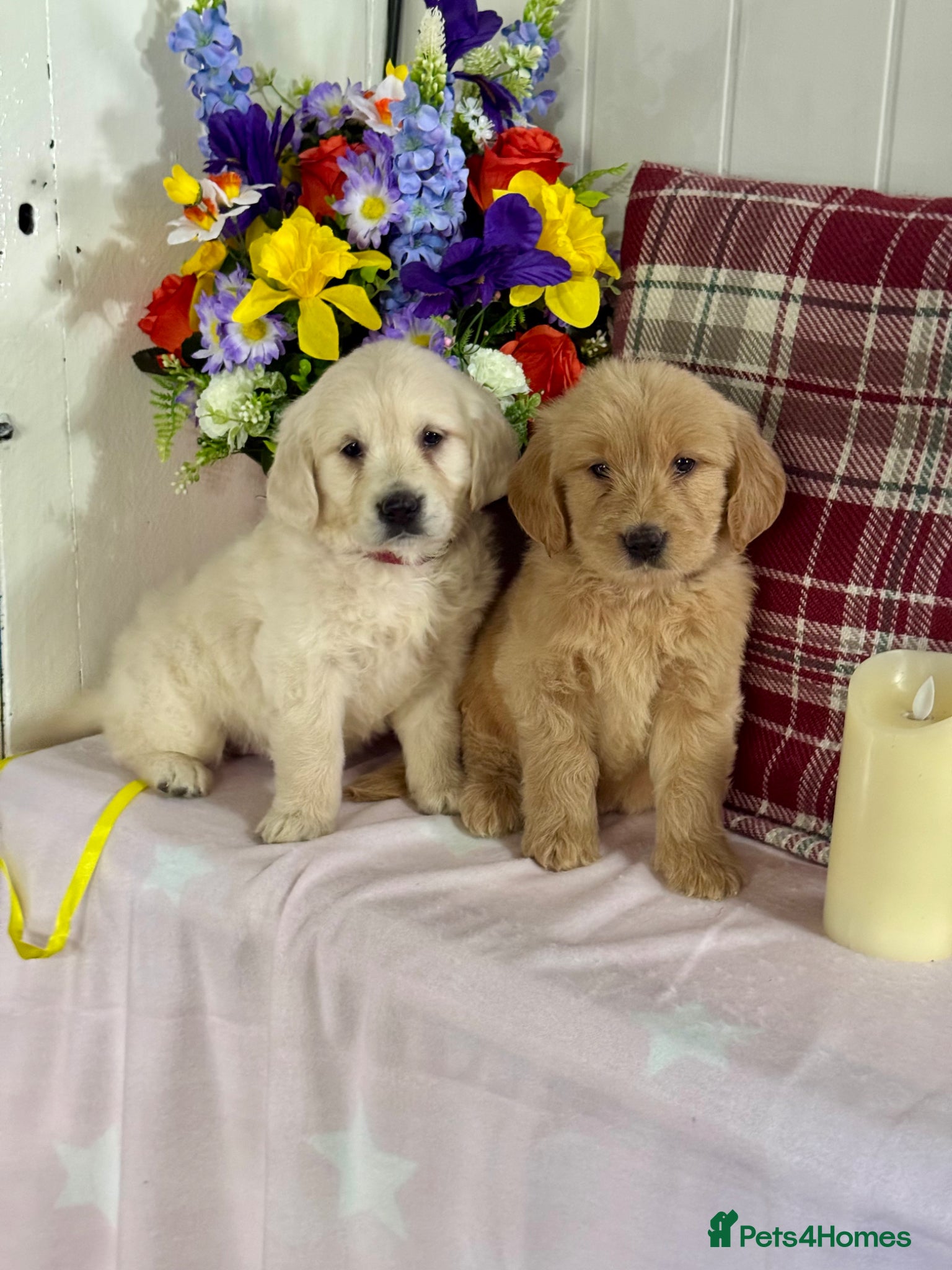 Goldendoodle dogs 9 teddy bear like mini Goldendoodles  - Advert 14