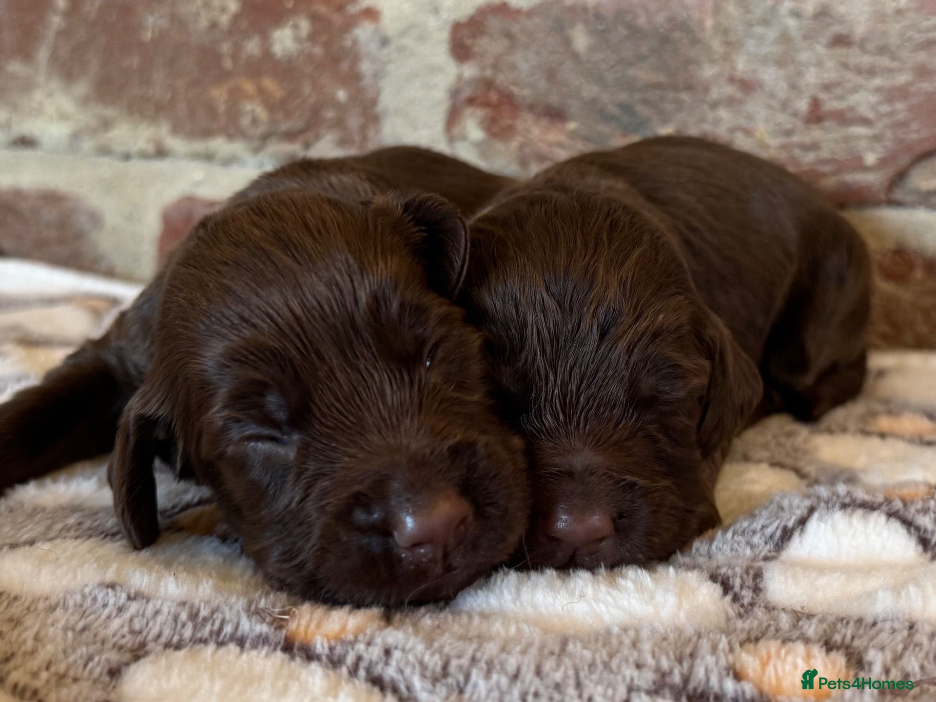 Cocker Spaniel dogs Kennel club working cocker spaniels  - Advert 2
