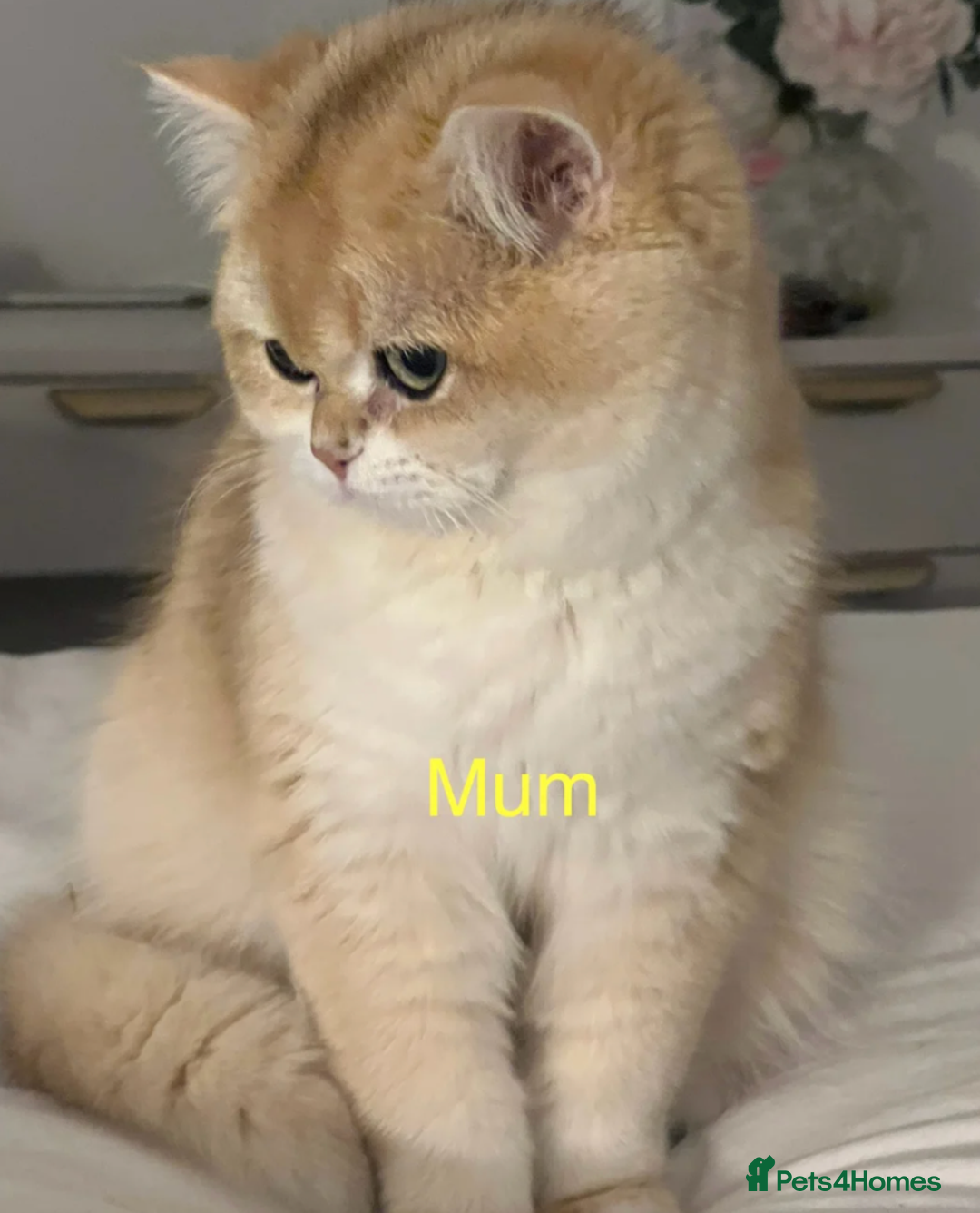 British Shorthair cats for sale: pedigree Golden British Shorthair girl - Image 12