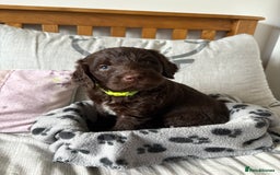 Labradoodle dogs for sale: Stunning Labradoodle Puppies  - Advert 17