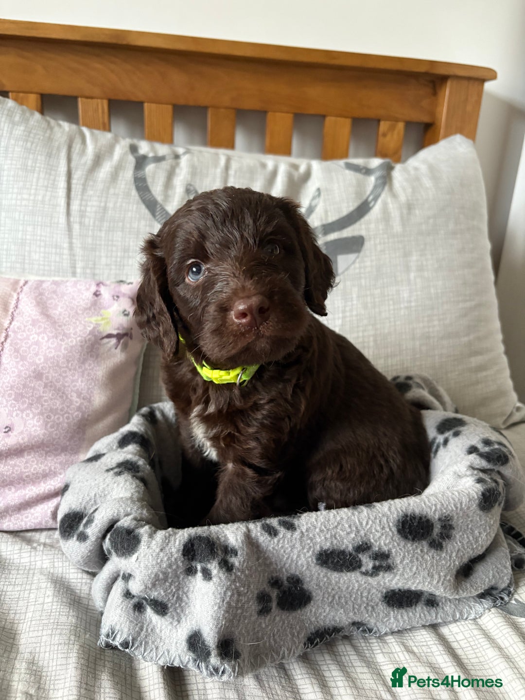 Labradoodle dogs for sale: Stunning Labradoodle Puppies  - Advert 17