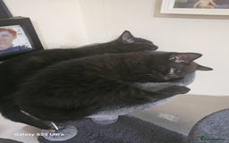 Bombay cats for sale: Bombay - Image 4